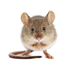 uv mouse urine detector